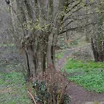 Oasis Verte Daire *